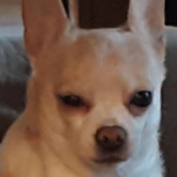 Meet the posher Coley - Picture 2 of 6